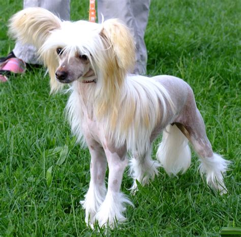 Chinese Crested Puppies Rescue Pictures Information Temperament