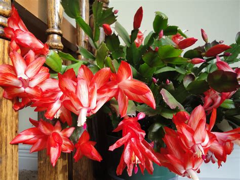 We spoke to erin marino, plant expert at the sill, to get the full scoop on how to care for a christmas cactus. Easy to Grow Plants - HOUSEPLANTS ~ The Fancy Flora