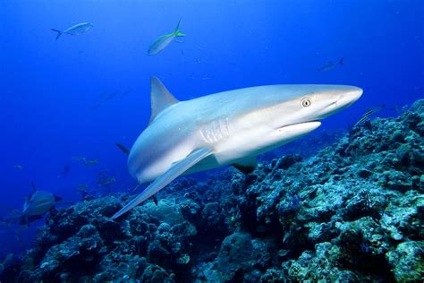 Animals Of The World Caribbean Reef Shark