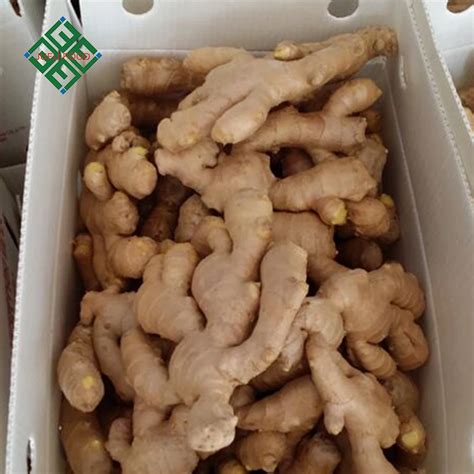 Ginger For Sale Dry Ginger With Fine Price Buy Dry Ginger Ginger For Sale Slim Ginger Product