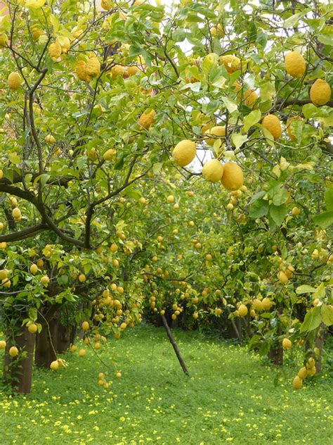 Lemon Trees Lemons Grove Free Photo On Pixabay Pixabay