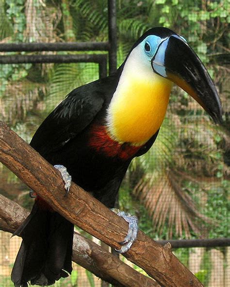 Bird Breeds With Pictures Exotic Swainsons Toucan