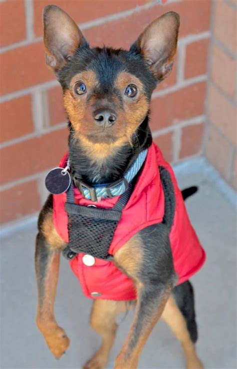 Compare adoption attorneys near you. Adopt WALL-E on | Chihuahua dogs, Dogs, Terrier mix