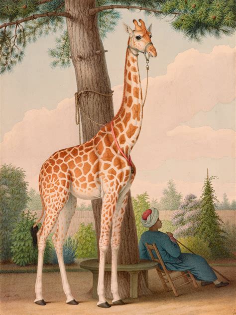 Zarafa Giraffe Wikipedia