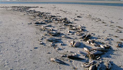 Red Tide In Florida Causing Fish Kills And Respiratory Issues For Humans
