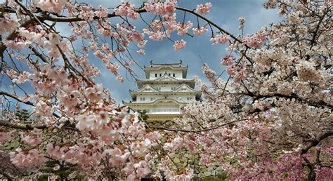 Himeji Castle Framed In A Wreath Of Cherry Blossoms Smithsonian Photo