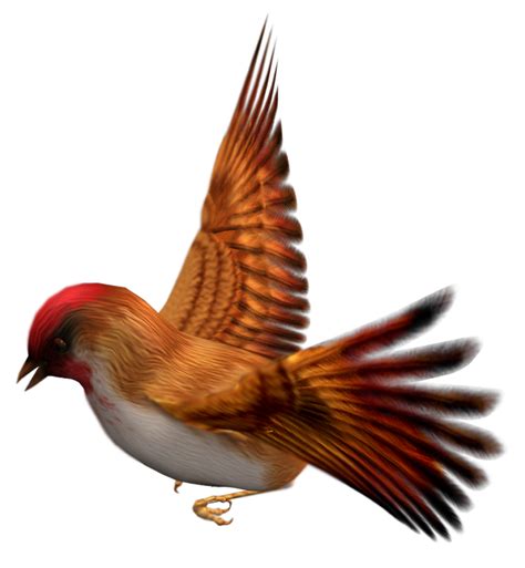Finch Png Free Download Png Mart