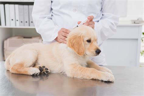 Dog Vaccinations Part 3 Puppy Vaccinations Best Practice Dogs First