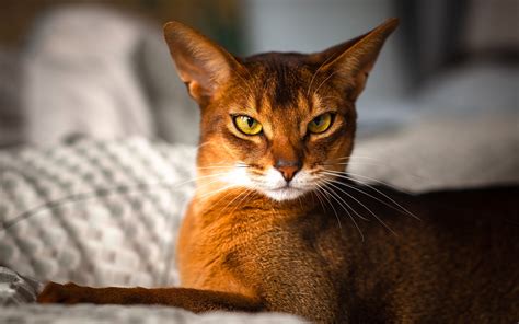 Download Wallpapers Abyssinian Cat 4k Cute Animals Cats Abyssinian