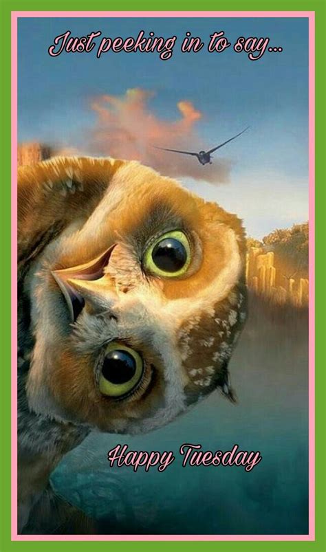 Enjoy our tuesday quotes collection by famous authors, professors and actors. Happy Tuesday | Owl pictures, Pet birds, Funny owls