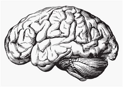 Brain Illustration Anatomy Hd Png Download Kindpng
