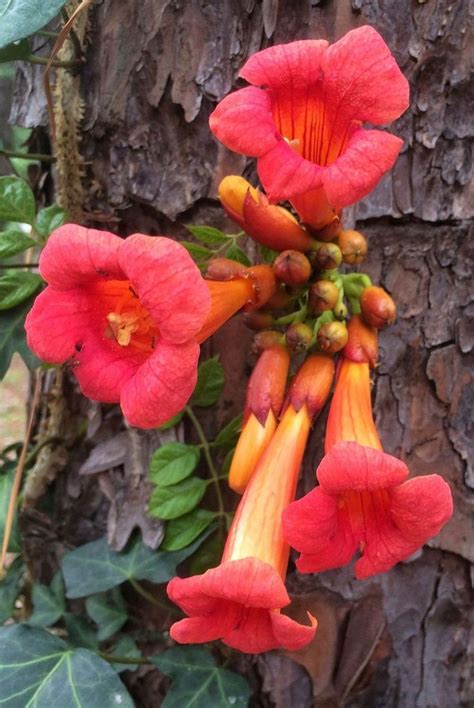 How To Grow Trumpet Vine Without It Taking Over Your Garden Climbing