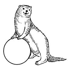Draw a line inside each ear for extra detail. Download The Otter coloring for free - Designlooter 2020