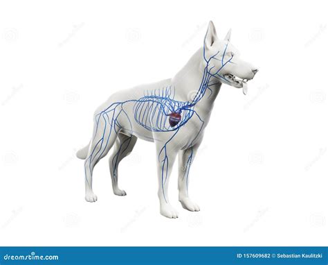 Dog Vein Anatomy