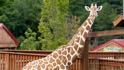 April The Giraffe Who Became A Worldwide Sensation For Giving Birth In 2017 Has Died Cnn