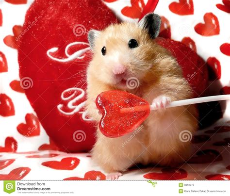 Valentine S Day Syrian Hamster Stock Image Image Of Black Rodent