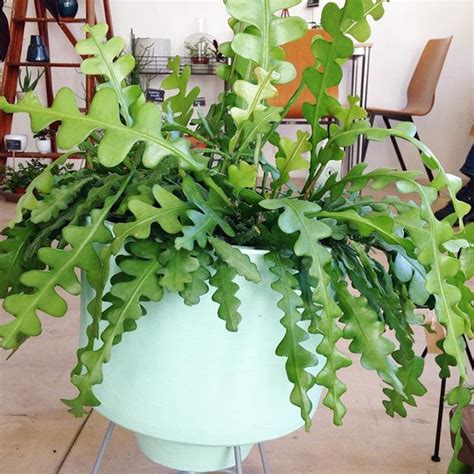 Bunny cacti grow natively in northern mexico and many deserts in the southwestern united states. On our way we drank coffee at @wildernisamsterdam I really ...