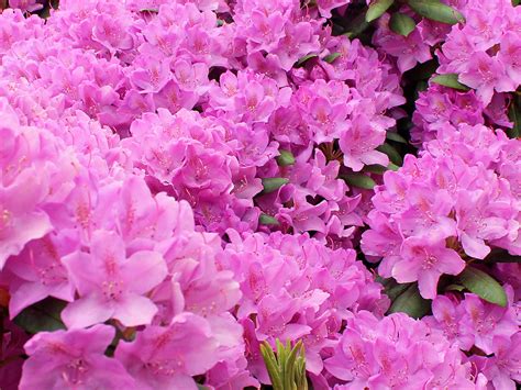 Summer Flowering Shrubs For Containers Uk