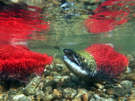British Columbia Sees Largest Salmon Run In A Century 34 Million
