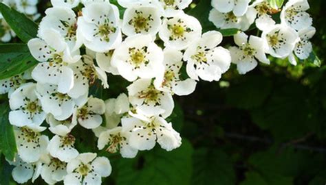 1,975 likes · 3 talking about this · 511 were here. Facts About the Hawthorn Tree | Garden Guides
