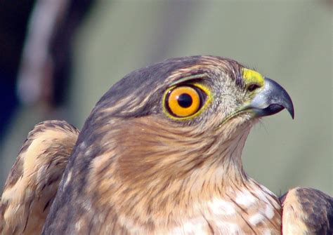 Blck bird with red eyes. Why Don't They Use Hawk-Eye On Clay? | Tennisnerd.net