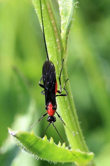 Red Insect With Black Wings Bugguidenet