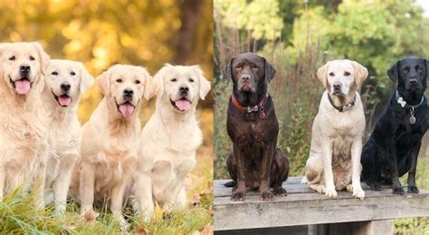 Golden Retriever Vs Labrador 10 Differences You Should Know All