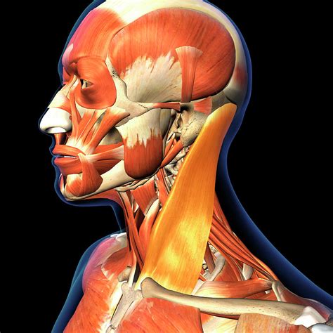 The Sternocleidomastoid Neck Muscle Photograph By Hank Grebe Fine Art