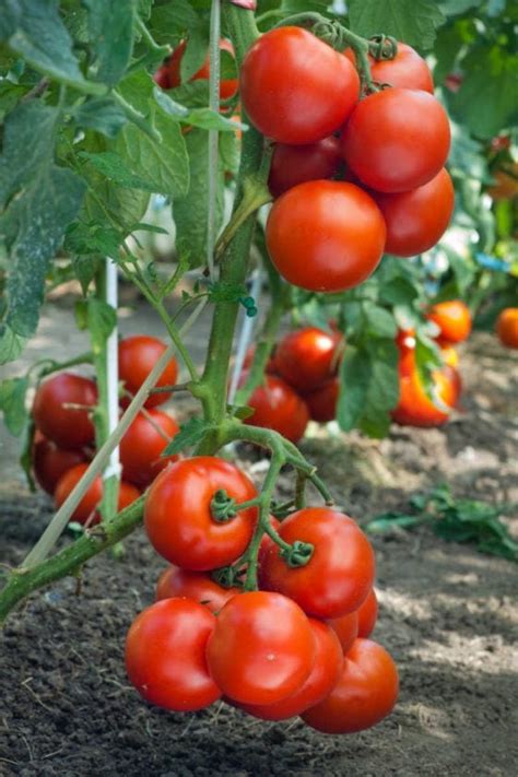 How When And Why To Prune Tomato Plants Sunny Home Gardens