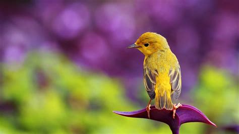 Beautiful Yellow Bird Hd Spring Wallpaper Wallpaper