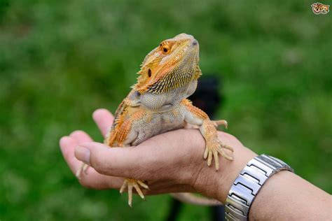 30+ Good Reptiles To Have As Pets - WAYANGPETS.COM