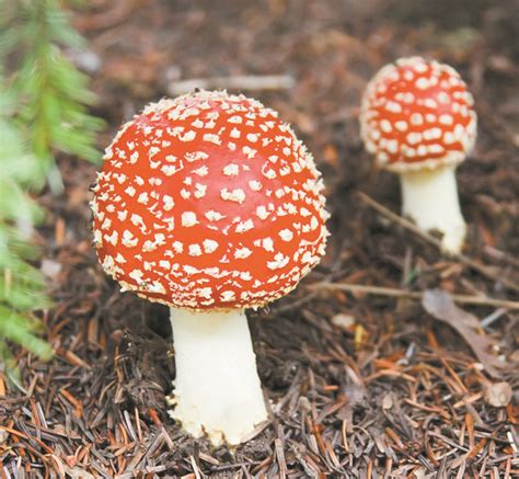 Types Of Edible Wild Mushrooms
