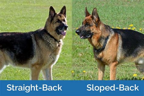 Top 10 Difference Between Straight Back And Sloped Back German Shepherd