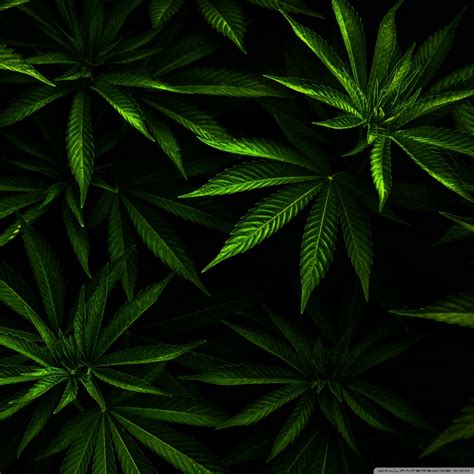The only right place to download 420 weed wallpapers 2020 full free for your desktop backgrounds. Download Weed Wallpapers For Android Gallery