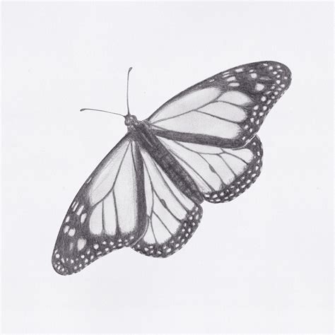 Butterfly Drawings On Behance