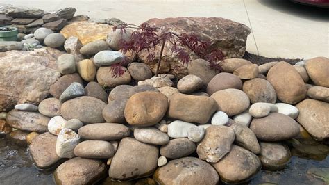 Protective/territorial minnow : r/ponds