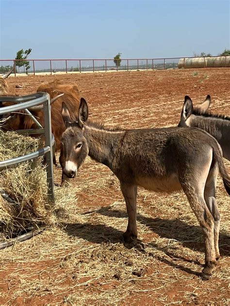 Donkeys Raising Hale Ranch