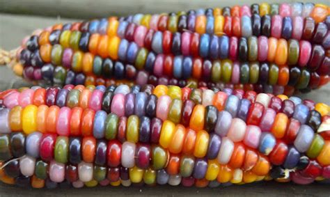 Speedy Freaks This All Natural Native Corn Is Bejeweled With