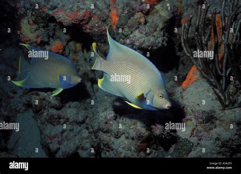 Blue Angelfish Holacanthus Bermudensis Stock Photo Alamy