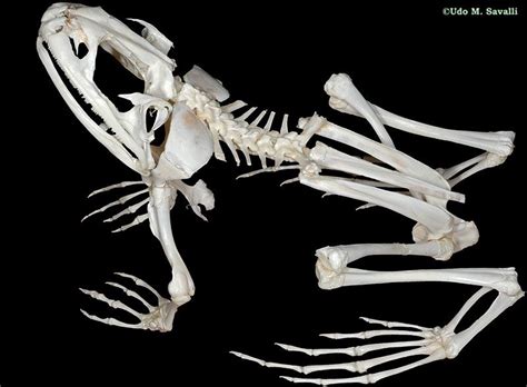 Frog Skeleton Animal Skeletons Animal Skulls Jungle Art