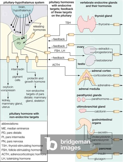 Pituitary And Hypothalamus Endocrine Glands And Their Sexiezpicz Web Porn