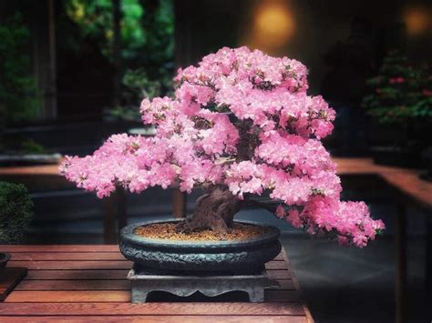 Are Blue Bonsai Trees Real The Japanese Way