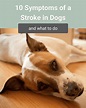 What Are Symptoms Of A Stroke In Dogs