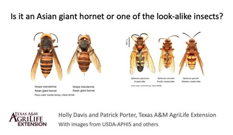 Experts Say Eastern Washington Residents Mistaking Cicada Killer Wasp For Asian ‘murder’ Hornet