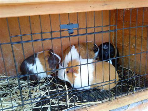 5 Female Guinea Pigs With Hutch For Sale Adoption From Tasmania Hobart