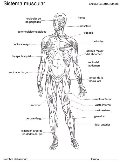 Esquema Del Sistema Muscular Humano