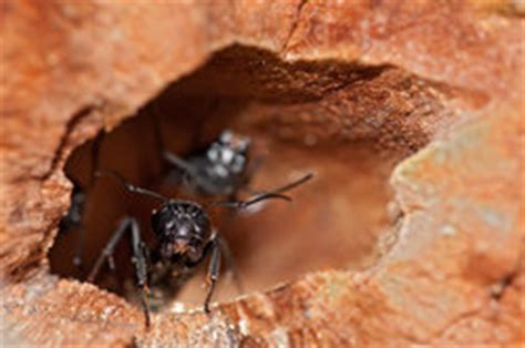 Aber was tun gegen ameisen, wenn es schon so weit ist, dass sie bis ins haus vorgedrungen sind. Ameisen im Mauerwerk - was tun?