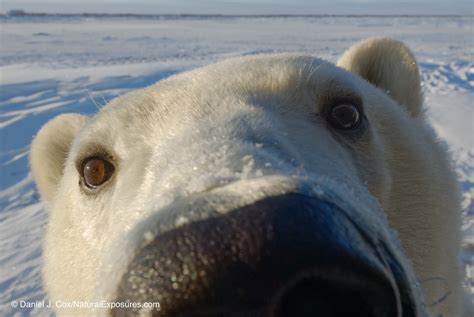 Mylio Helping Save Polar Bears