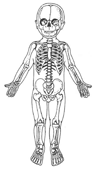 Human Body Bone Skeleton