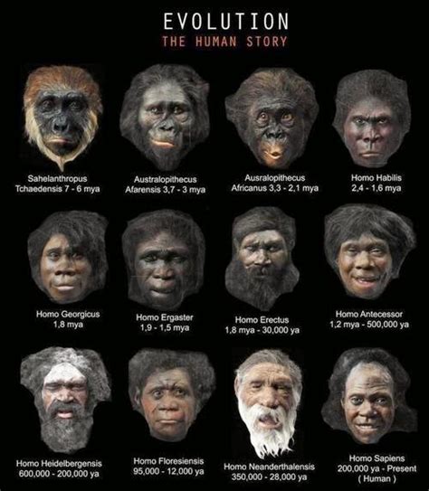 human evolution timeline txtlasopa